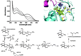 Graphical abstract: Inhibition of the PLP-dependent enzyme serine palmitoyltransferase by cycloserine: evidence for a novel decarboxylative mechanism of inactivation