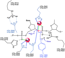 Graphical abstract: The use of divalent metal ions by type II topoisomerases