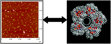 Graphical abstract: Novel biocompatible chitosan decorated single-walled carbon nanotubes (SWNTs) for biomedical applications: theoretical and experimental investigations