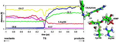 Graphical abstract: Theoretical study of the temperature dependence of dynamic effects in thymidylate synthase