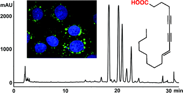 Graphical abstract: Heterofibrins: inhibitors of lipid droplet formation from a deep-water southern Australian marine sponge, Spongia (Heterofibria) sp.