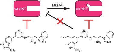 Graphical abstract: Synthesis and evaluation of indazole based analog sensitive Akt inhibitors