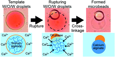 Graphical abstract: Formation of monodisperse calcium alginate microbeads by rupture of water-in-oil-in-water droplets with an ultra-thin oil phase layer