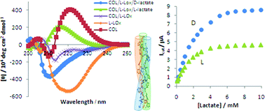 Graphical abstract: Modification of the chiral selectivity of d-glucose oxidase and l-lactate oxidase in a collagen matrix