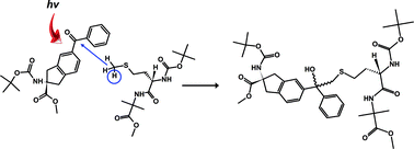 Graphical abstract: A new tool for photoaffinity labeling studies: a partially constrained, benzophenone based, α-amino acid