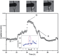 Graphical abstract: Monitoring impedance changes associated with motility and mitosis of a single cell