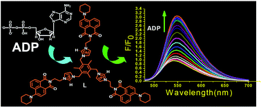 Graphical abstract: Aminonaphthalimide-based imidazolium podands for turn-on fluorescence sensing of nucleoside polyphosphates