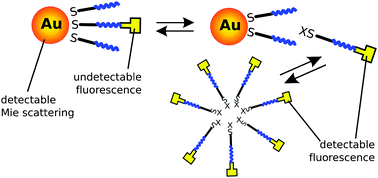 Graphical abstract: Fluorescence correlation spectroscopy reveals strong fluorescence quenching of FITC adducts on PEGylated gold nanoparticles in water and the presence of fluorescent aggregates of desorbed thiolate ligands