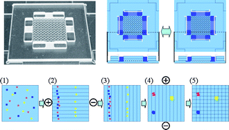 Graphical abstract: Two-step perpendicular free-solution isoelectric focusing in a microchamber array chip