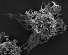 Graphical abstract: Synthesis of copper chloride nanowires by thermal treatment in the presence of zeolite X