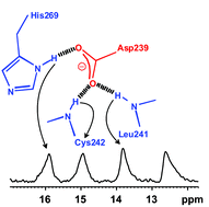 Graphical abstract: Identification by nuclear magnetic resonance spectroscopy of an active-site hydrogen-bond network in human monoacylglycerol lipase (hMGL): implications for hMGL dynamics, pharmacological inhibition, and catalytic mechanism