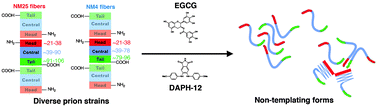 Graphical abstract: Emergence and natural selection of drug-resistant prions