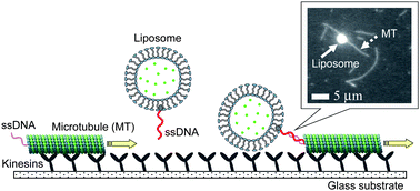 Graphical abstract: Biomolecular-motor-based autonomous delivery of lipid vesicles as nano- or microscale reactors on a chip