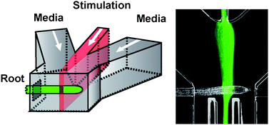 Graphical abstract: Chemical stimulation of the Arabidopsis thaliana root using multi-laminar flow on a microfluidic chip