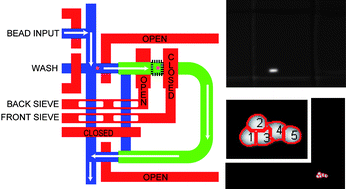 Graphical abstract: Image-based feedback control for real-time sorting of microspheres in a microfluidic device