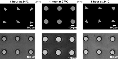 Graphical abstract: Stimuli-responsive microwells for formation and retrieval of cell aggregates