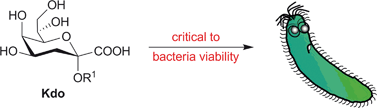 Graphical abstract: Kdo: a critical monosaccharide for bacteria viability