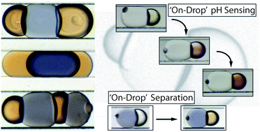 Graphical abstract: Ionic liquid-based compound droplet microfluidics for ‘on-drop’ separations and sensing