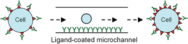 Graphical abstract: Receptor expression changes as a basis for endothelial cell identification using microfluidic channels