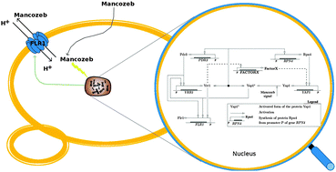 Graphical abstract: Refining current knowledge on the yeast FLR1 regulatory network by combined experimental and computational approaches