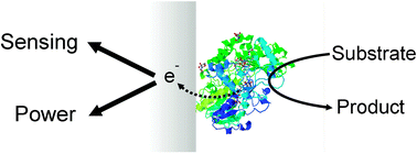 Graphical abstract: Biosensors and biofuel cells with engineered proteins