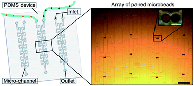 Graphical abstract: A dynamic microarray device for paired bead-based analysis