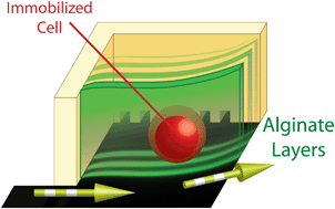 Graphical abstract: Fluidic microstructuring of alginate hydrogels for the single cell niche