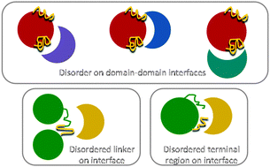 Graphical abstract: Intrinsic disorder and protein multibinding in domain, terminal, and linker regions