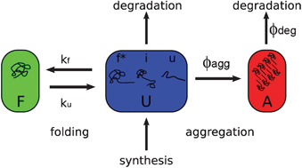 Graphical abstract: Derivation of a solubility condition for proteins from an analysis of the competition between folding and aggregation