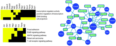 Graphical abstract: Microarray proteomic analysis discriminates tumorigenic mouse ovarian surface epithelial cells of divergent aggressive potential