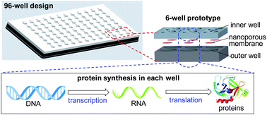 Graphical abstract: Protein synthesis in a device with nanoporous membranes and microchannels