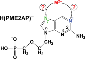 Graphical abstract: Metal ion-binding properties of 9-[(2-phosphonomethoxy)ethyl]-2-aminopurine (PME2AP), an isomer of the antiviral nucleotide analogue 9-[(2-phosphonomethoxy)ethyl]adenine (PMEA). Steric guiding of metal ion-coordination by the purine-amino group