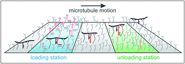 Graphical abstract: Molecular shuttles powered by motor proteins: loading and unloading stations for nanocargo integrated into one device