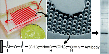 Graphical abstract: On-chip immunoprecipitation for protein purification