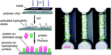 Graphical abstract: A method for patterned in situ biofunctionalization in injection-molded microfluidic devices