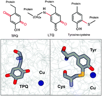 Graphical abstract: Generation of protein-derived redox cofactors by posttranslational modification