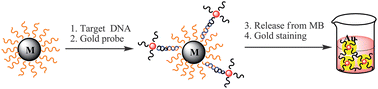 Graphical abstract: Hydroxylamine-amplified gold nanoparticles for the homogeneous detection of sequence-specific DNA