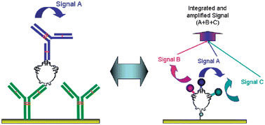 Graphical abstract: Recent advances in rapid and ultrasensitive biosensors for infectious agents: lesson from Bacillus anthracis diagnostic sensors