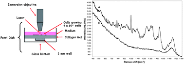 Graphical abstract: Three dimensional collagen gels as a cell culture matrix for the study of live cells by Raman spectroscopy