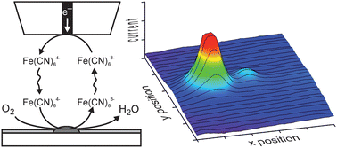 Graphical abstract: Feedback mode SECM study of laccase and bilirubin oxidase immobilised in a sol–gel processed silicate film