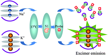 Graphical abstract: Nucleic acid G-quadruplex based label-free fluorescence turn-on potassium selective sensing