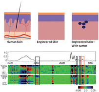 Graphical abstract: Characterization of tumor progression in engineered tissue using infrared spectroscopic imaging