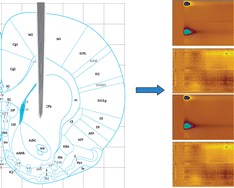 Graphical abstract: Microfabricated FSCV-compatible microelectrode array for real-time monitoring of heterogeneous dopamine release