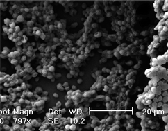 Graphical abstract: Influence of cell geometry and number of replicas in the reproducibility of whole cell FTIR analysis