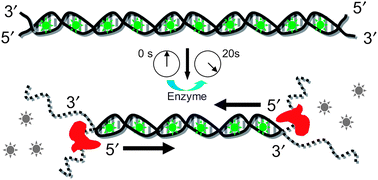 Graphical abstract: Digestion of individual DNA molecules by λ-exonuclease at liquid–solid interface