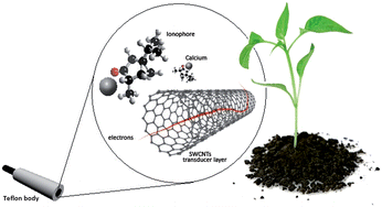 Graphical abstract: Determination of calcium ion in sap using carbon nanotube-based ion-selective electrodes