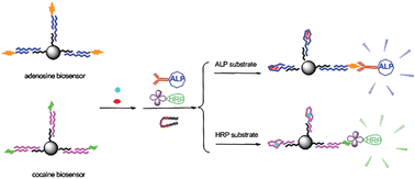 Graphical abstract: DNA aptamer folding on magnetic beads for sequential detection of adenosine and cocaine by substrate-resolved chemiluminescence technology
