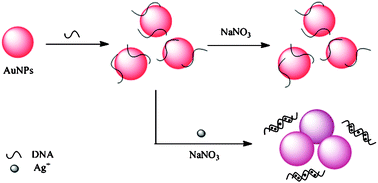 Graphical abstract: Sensitive and selective localized surface plasmon resonance light-scattering sensor for Ag+ with unmodified gold nanoparticles