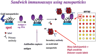 Graphical abstract: Measurement of biomarker proteins for point-of-care early detection and monitoring of cancer