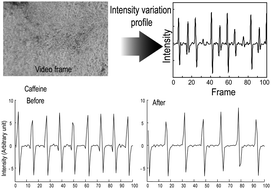 Graphical abstract: Non-invasive characterization of mouse embryonic stem cell derived cardiomyocytes based on the intensity variation in digital beating video